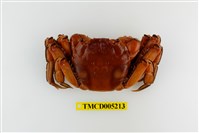 藏品(臺灣扁絨螯蟹)的圖片